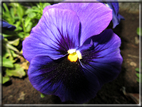 foto Fiori